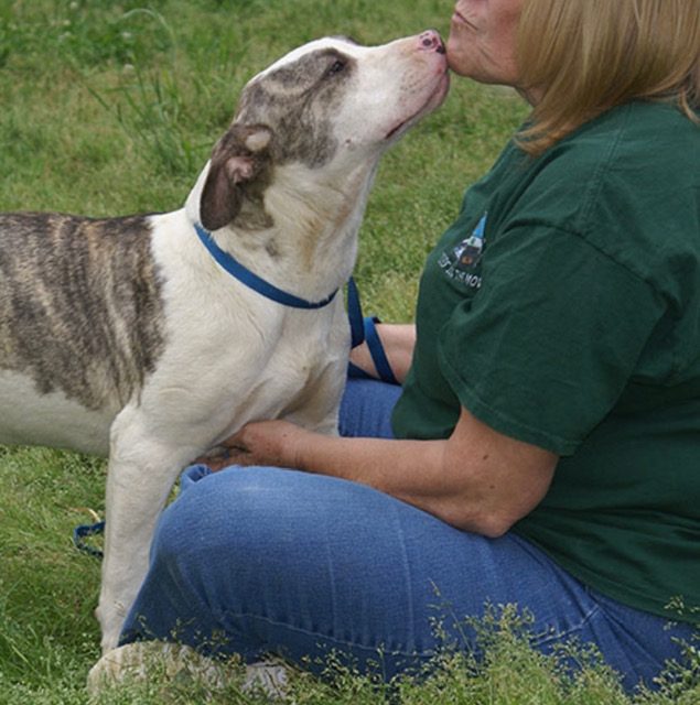 A rescued dog giving kisses in the grass
