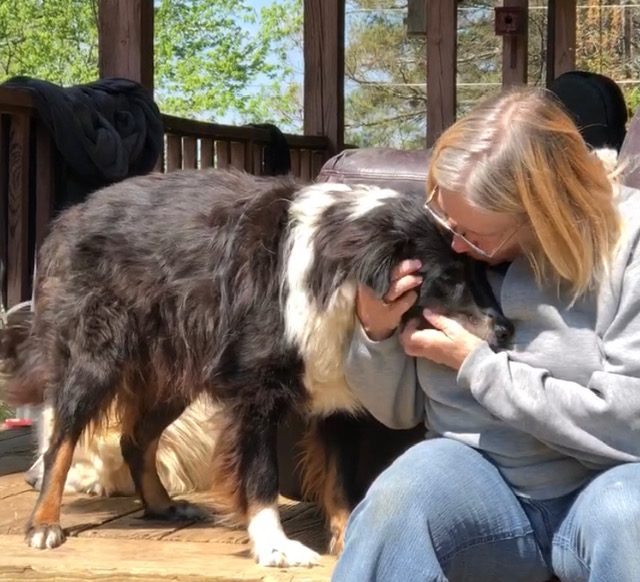 An Australian shepherd leaning in