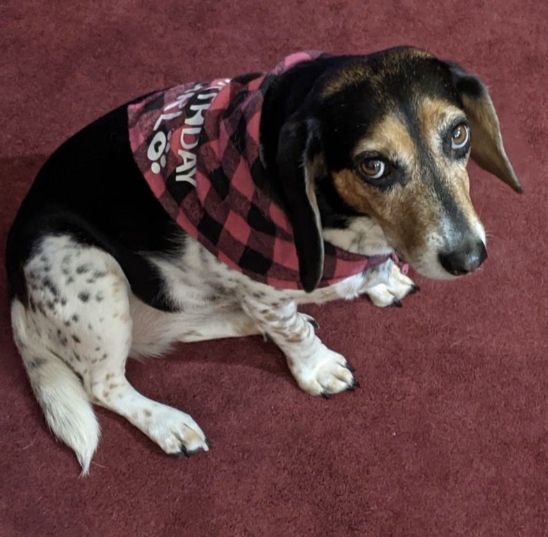 A rescued beagle wearing a bandana
