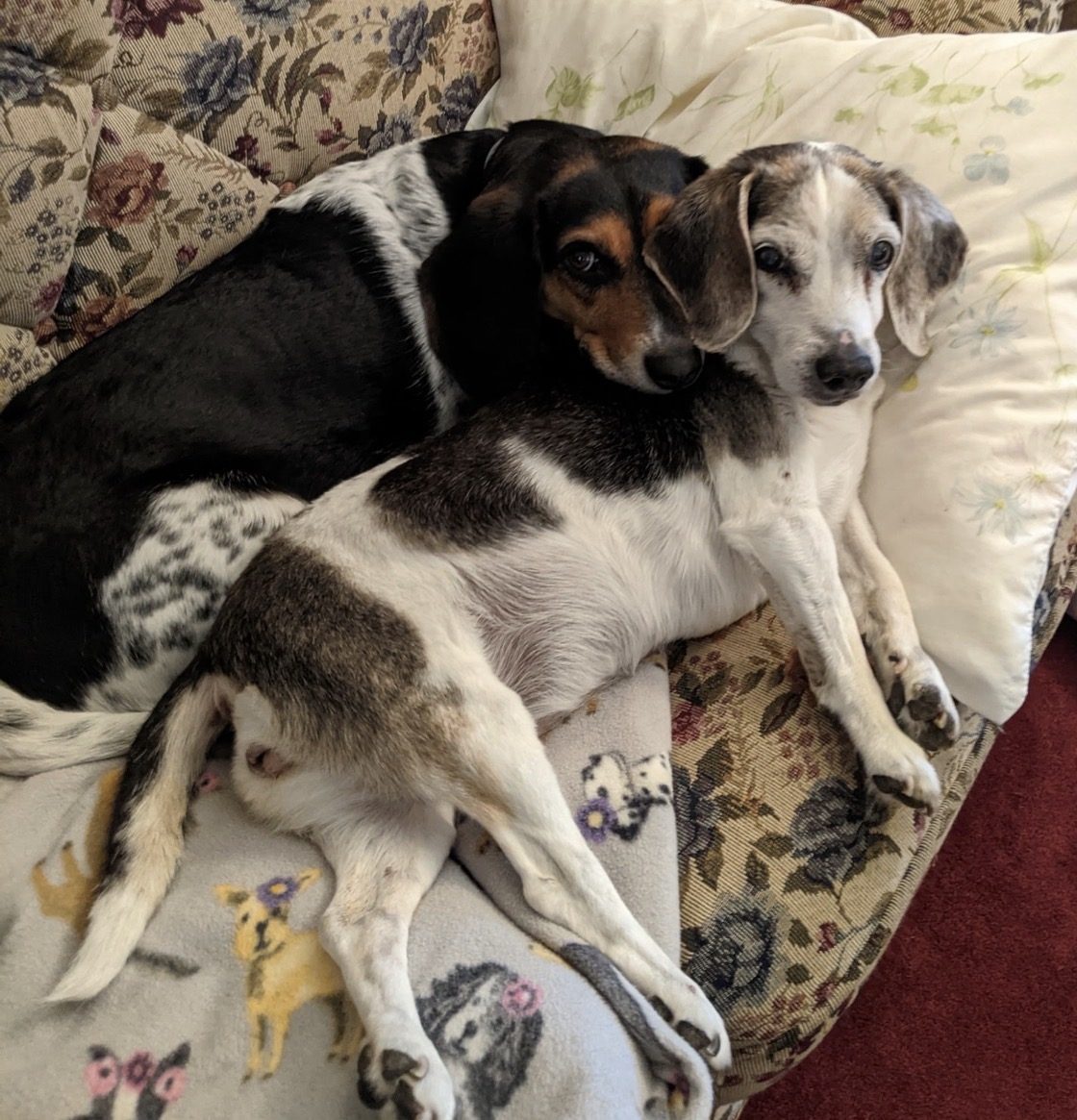 Two beagles cuddling on the couch