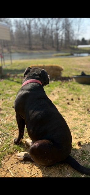 Black dog watching the pond