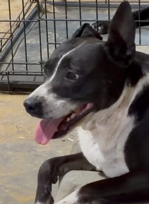 Black and white dog smiling