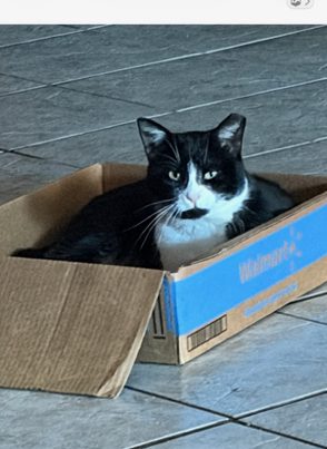 Tuxedo cat in a cardboard box