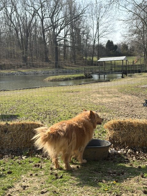 Golden retriever by the pond