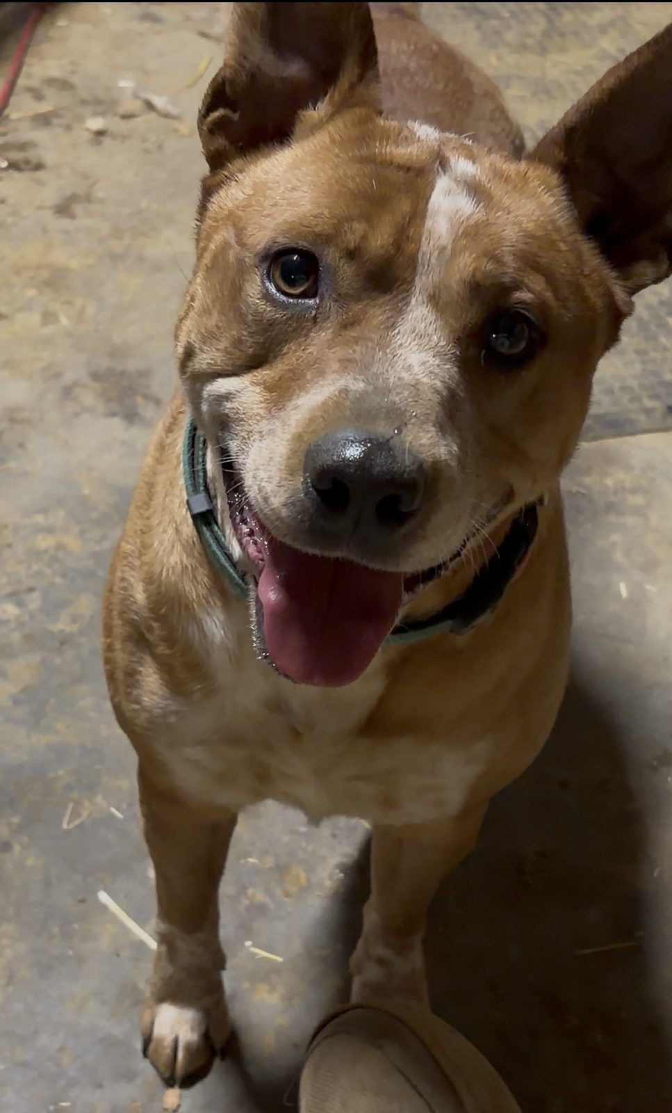 Red heeler with a big smile