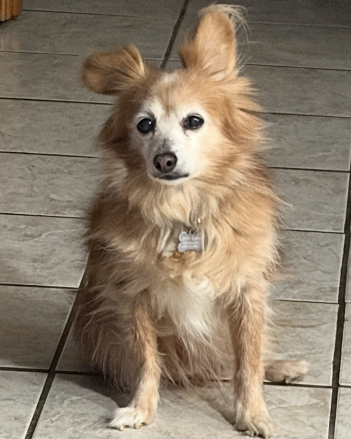 Senior Pomeranian mix