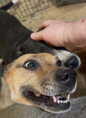 A happy dog getting head scratches