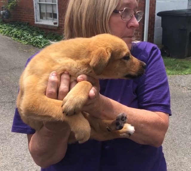 A rescued puppy safe in caring arms