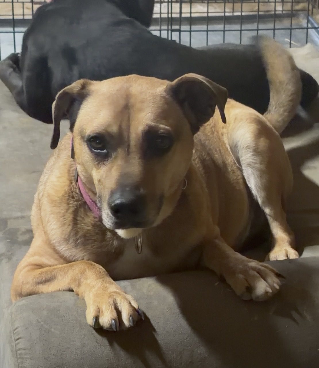 Tan dog looking at the camera