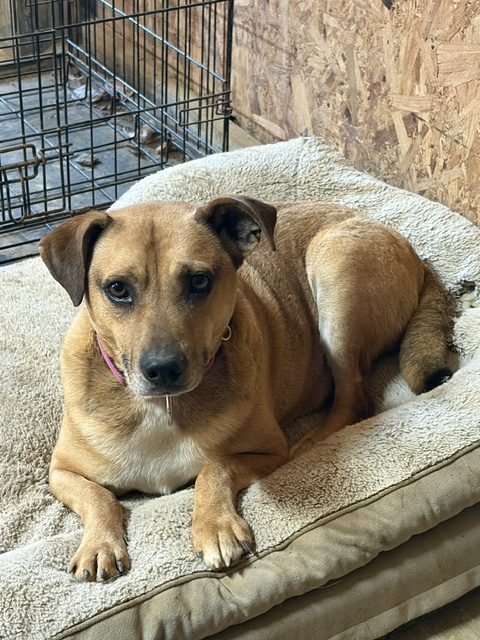Tan dog resting on a soft bed