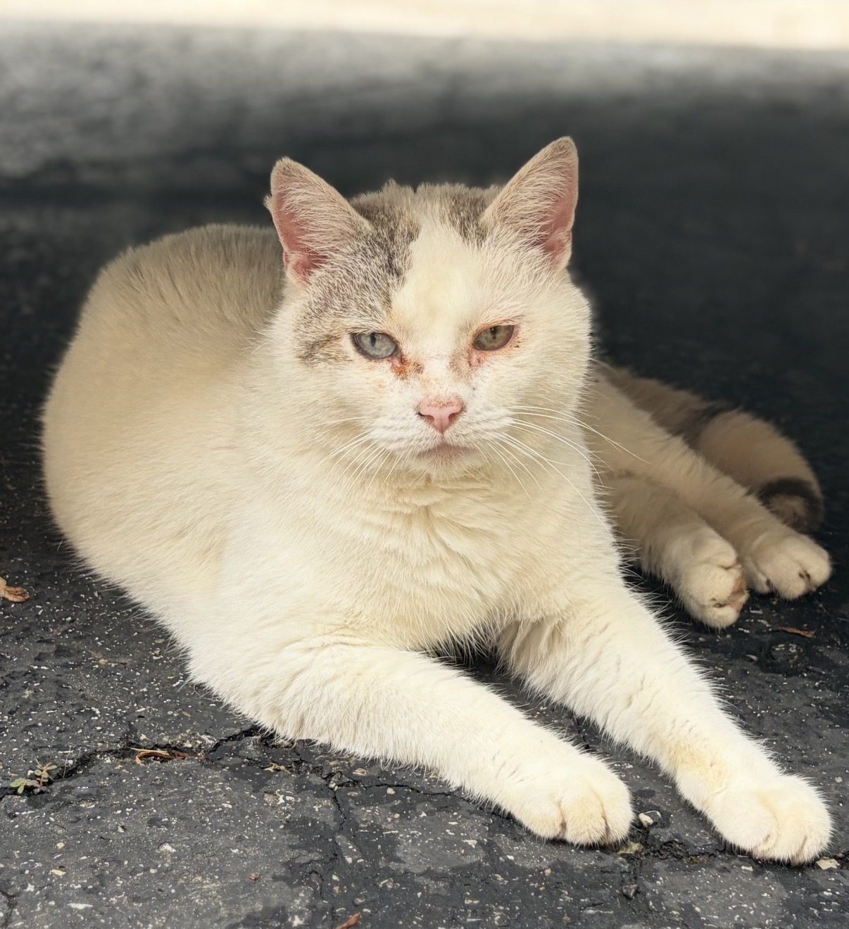 White cat resting in the shade